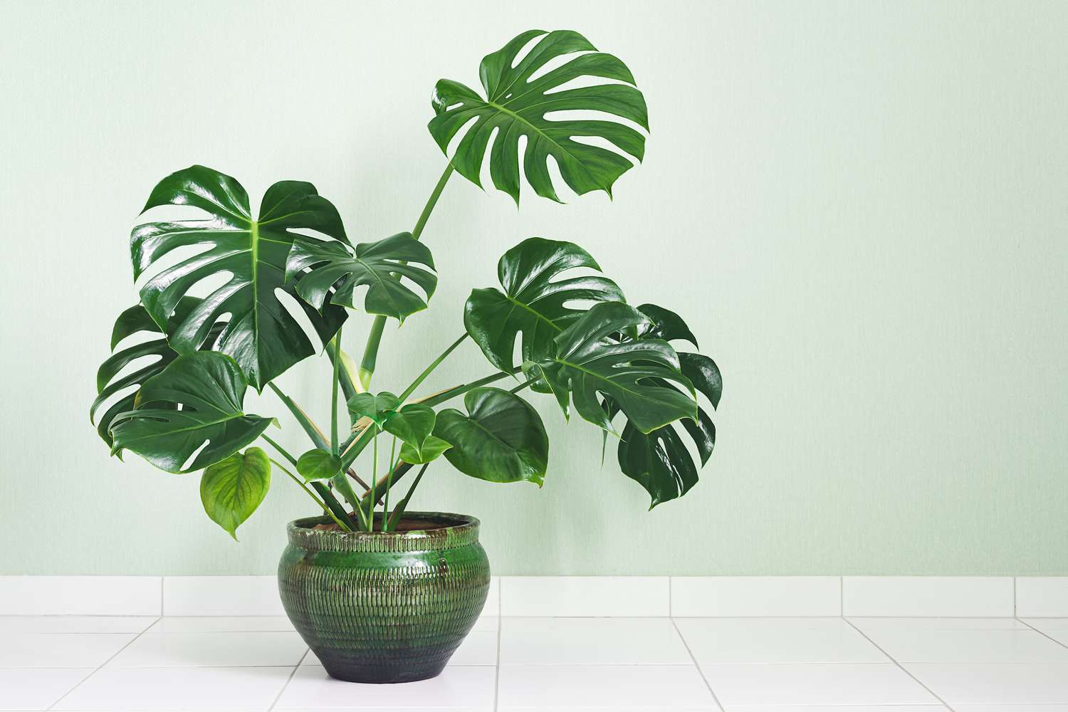 Deve Tabanı Monstera Çiçeği ile Ev Dekorasyonu Fikirleri