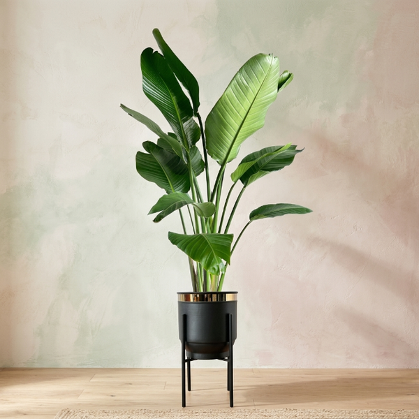 Starliçe Üç Köklü 180-200 cm (Cennet Kuşu Çiçeği) – Strelitzia Nicola