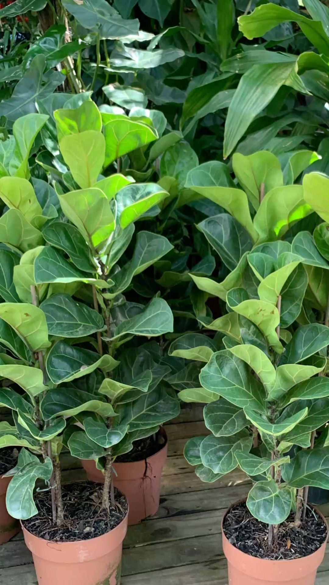 Ficus Lyrata Üç Köklü - Keman Yapraklı İncir 110-120 cm