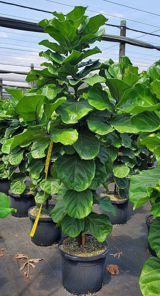 Ficus Lyrata Üç Köklü - Keman Yapraklı İncir 110-120 cm