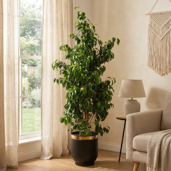 Ficus Benjamin Danielle 150-160 cm Koyu Yeşil Benjamin | Büyük Boy Gösterişli Salon Bitkisi