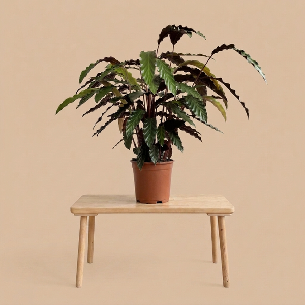 Calathea Rufibarba kadife dokulu yeşil yapraklı saksı bitkisi
