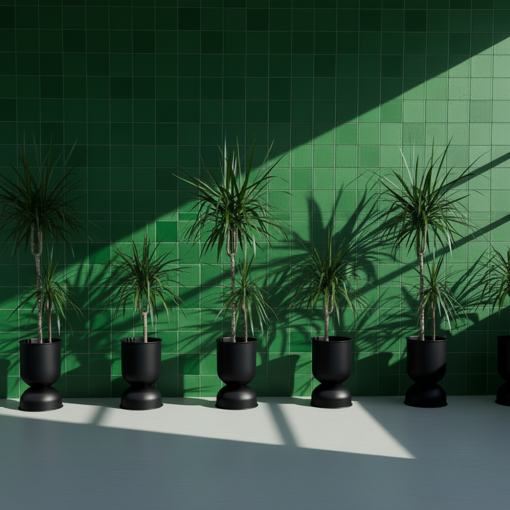 Dracaena Marginata İki Köklü 110–130 cm – Ejder Ağacı Büyük Boy Salon Bitkisi