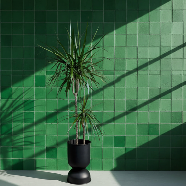 Dracaena Marginata İki Köklü 110–130 cm – Ejder Ağacı Büyük Boy Salon Bitkisi
