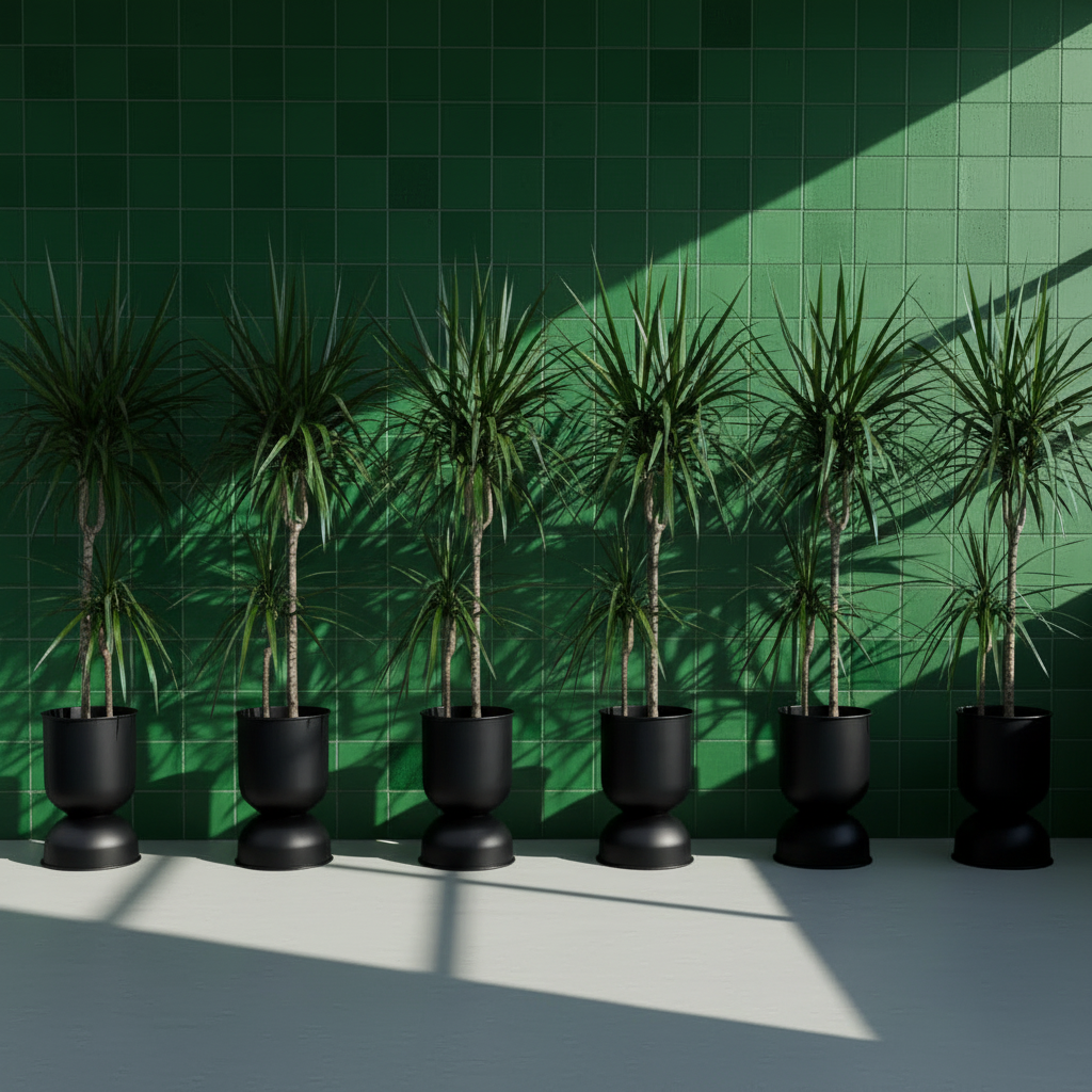 Dracaena Marginata İki Köklü 110–130 cm – Ejder Ağacı Büyük Boy Salon Bitkisi