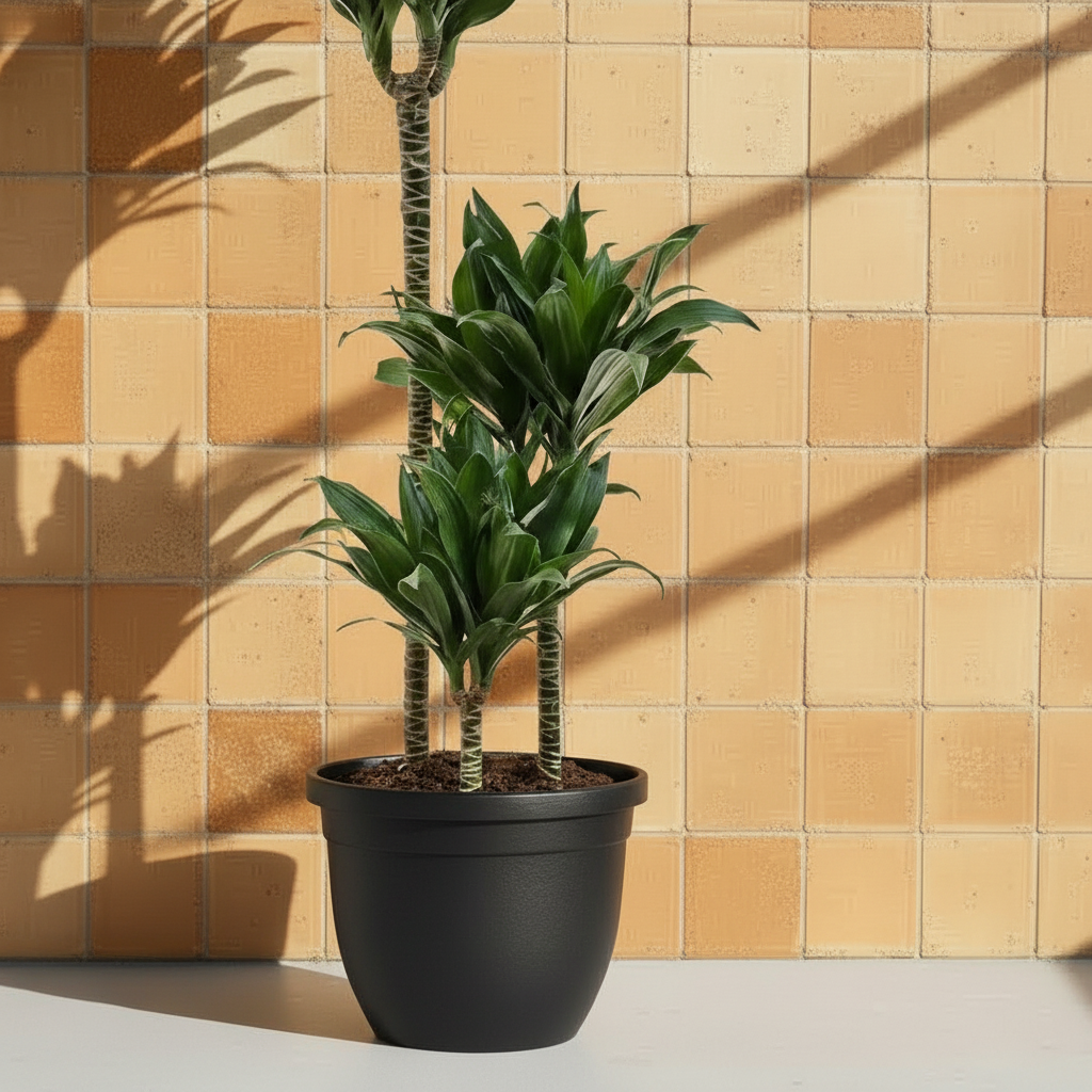Dracaena Compacta Bitkisi 3 Gövdeli – Koyu Yeşil Kompakt Form