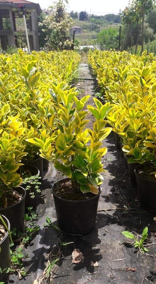 Altuni Taflan Sarı Euonymus Japonica Aurea