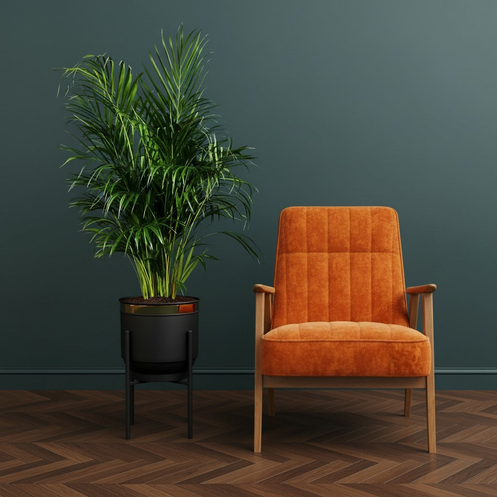 Areka Palmiyesi Dypsis Lutescens 140-160 cm Salon Bitkisi Büyük Boy