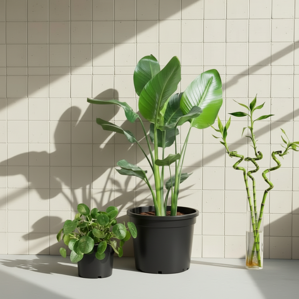 Favori Kampanyalı 3'lü Bitki Seti -Starliçe,Bambu ve Pilea