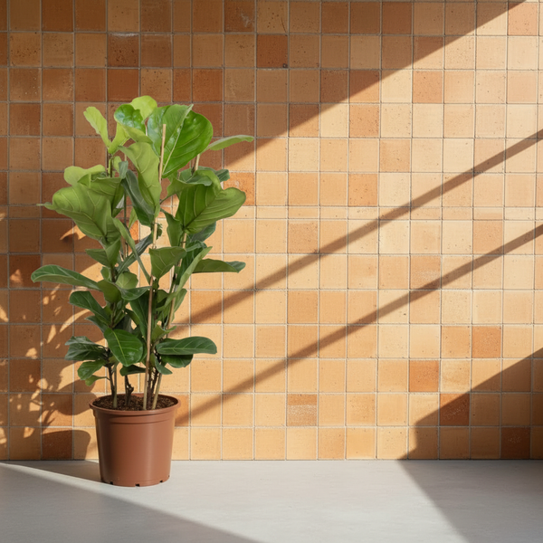 Ficus Lyrata (Keman Yapraklı Kauçuk) 90-100 cm | Büyük Yapraklı Salon ve Ofis Bitkisi