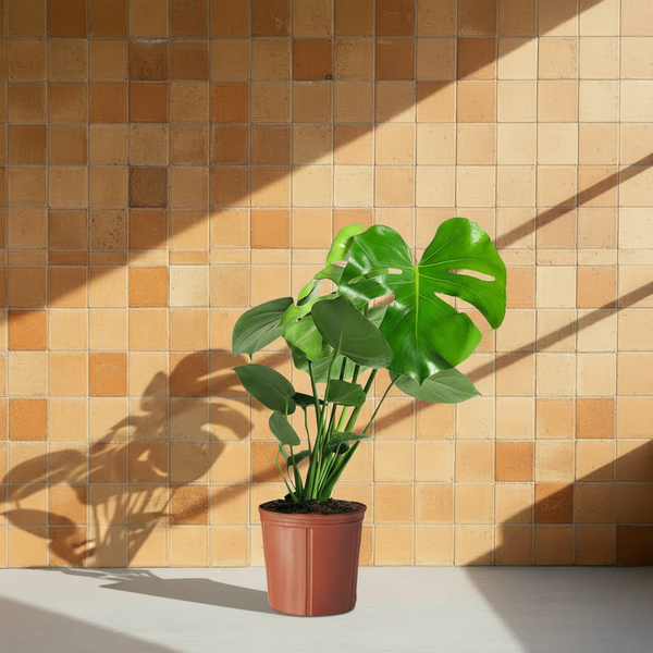 Monstera Deve Tabanı Çiçeği 30-40 cm