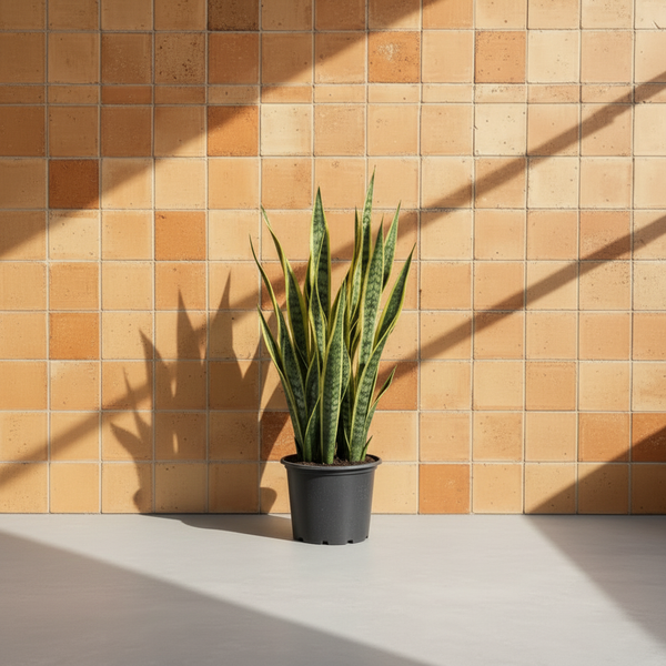 Kılıç Çiçeği (Sansevieria Trifasciata) 110-120 cm | Sarı-Yeşil Paşa Kılıcı Büyük Boy Salon Bitkisi