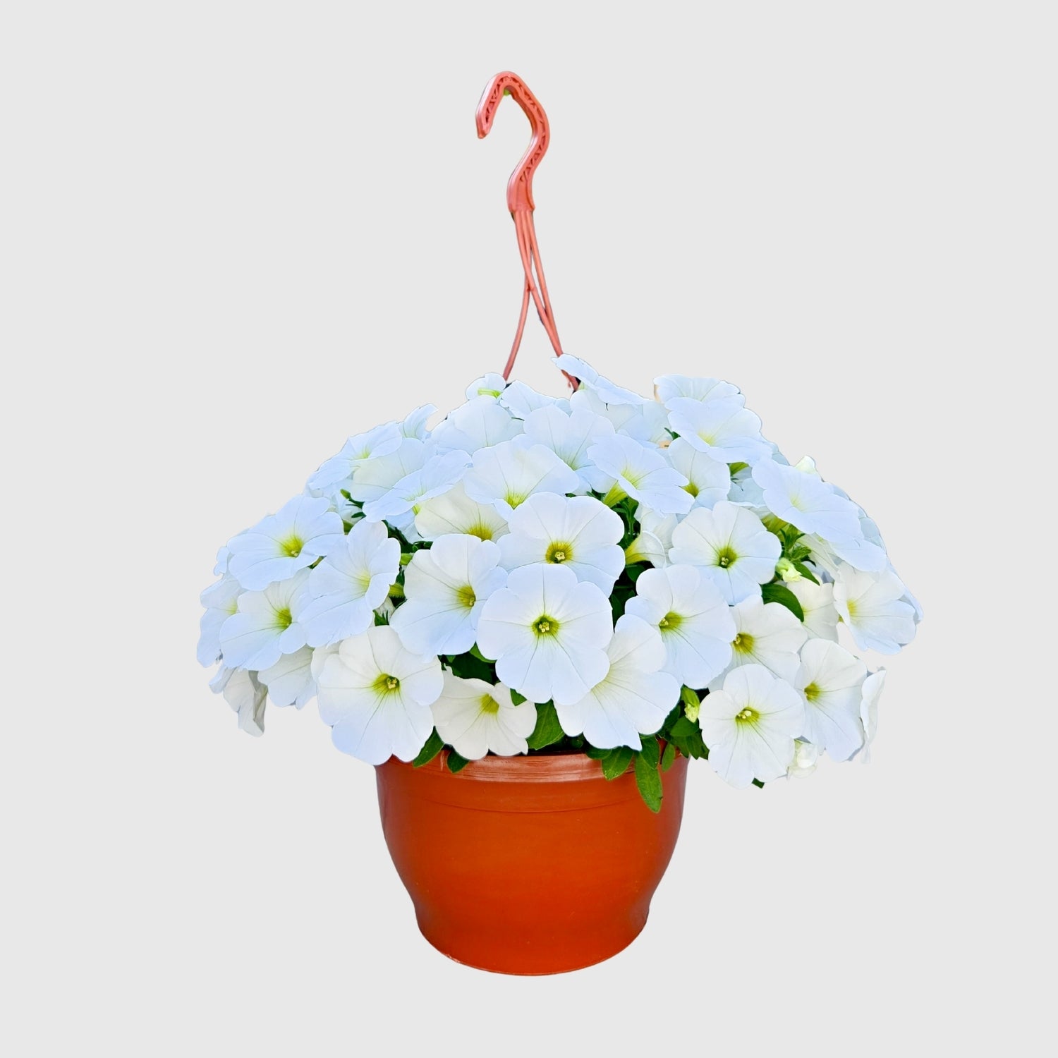 Askılı Petunya 24 cm Çap – Çiçekli Balkon ve Bahçe Bitkisi