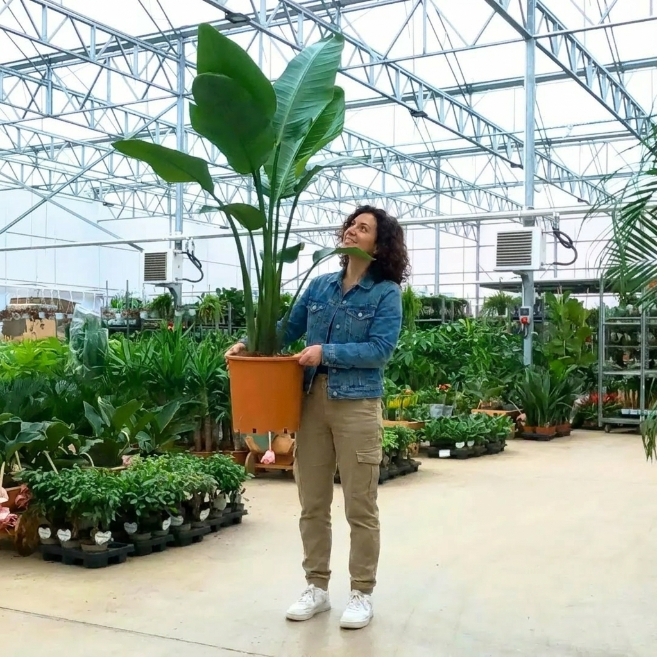 Büyük Boy Starliçe Çiçeği 3 Köklü XL - Canlı Cennet Kuşu (Strelitzia Nicolai)