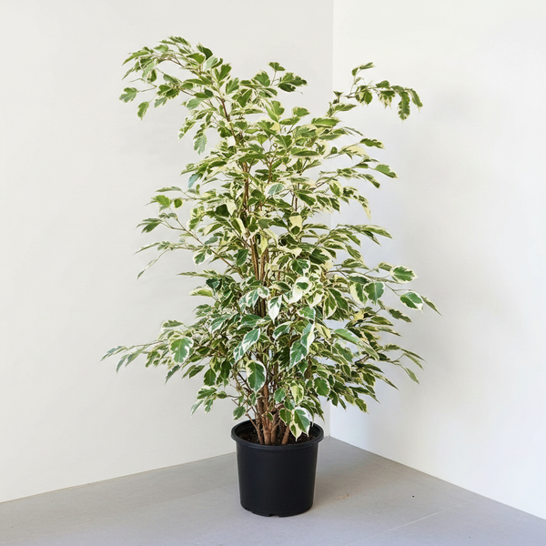 İthal Ficus Benjamin Alacalı Yeşil-Beyaz Ficus Benjamin Golden King 100-120 cm