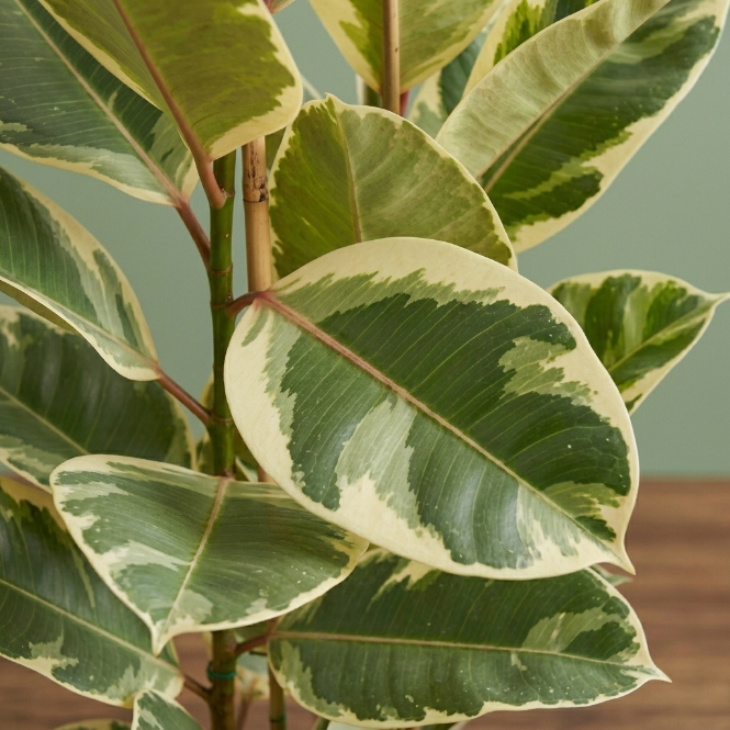 Alacalı Kauçuk iki gövdeli (Ficus Elastica Tineke) 100-120 cm