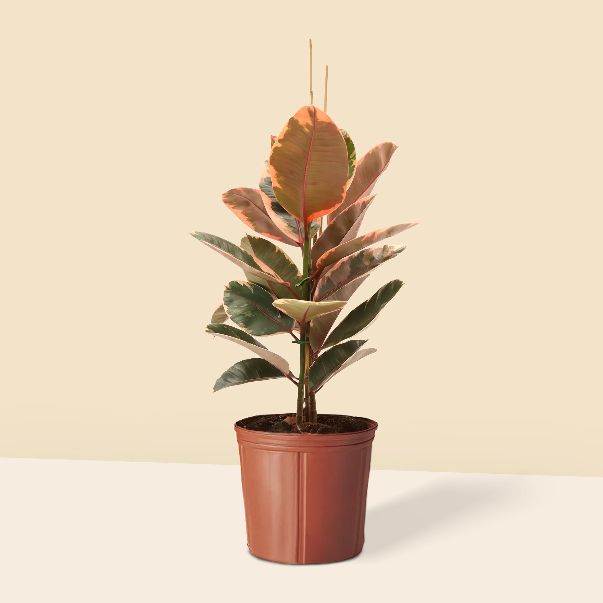 Alacalı Kauçuk iki gövdeli pembe (Ficus Elastica Belize)
