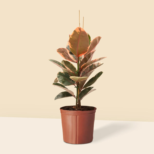 Alacalı Kauçuk iki gövdeli pembe (Ficus Elastica Belize)