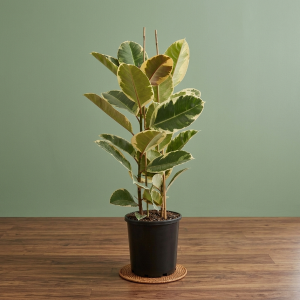 Alacalı Kauçuk iki gövdeli (Ficus Elastica Tineke) 100-120 cm