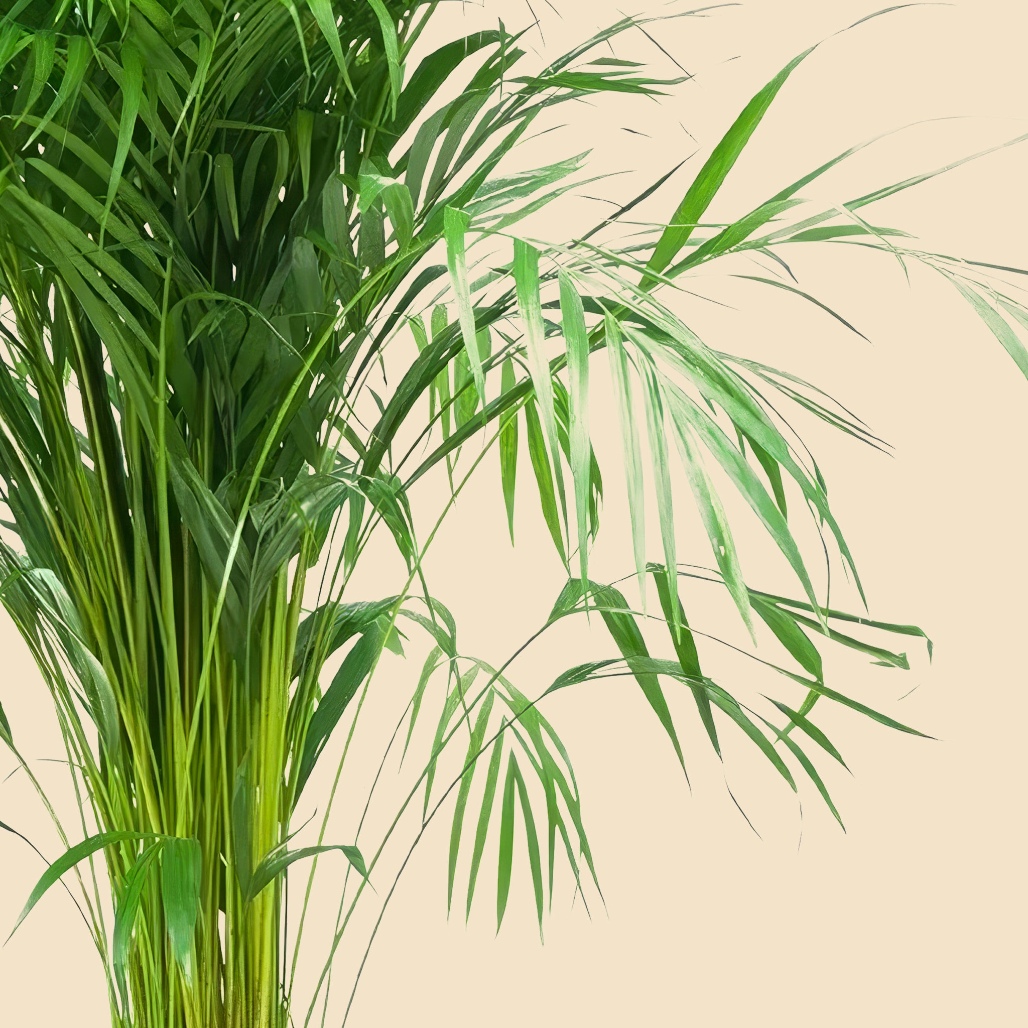 Areka Palmiyesi Dypsis Lutescens 140-160 cm Salon Bitkisi Büyük Boy