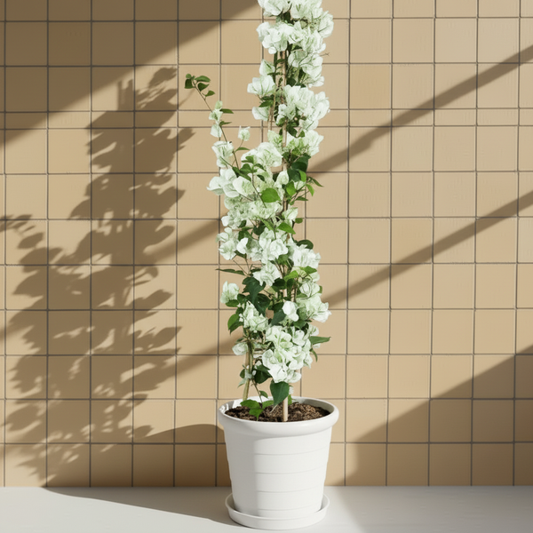 Begonvil 120-130 cm Dolgun Form Beyaz | Büyük Boy Beyaz Begonvil Çiçekli Bahçe Bitkisi