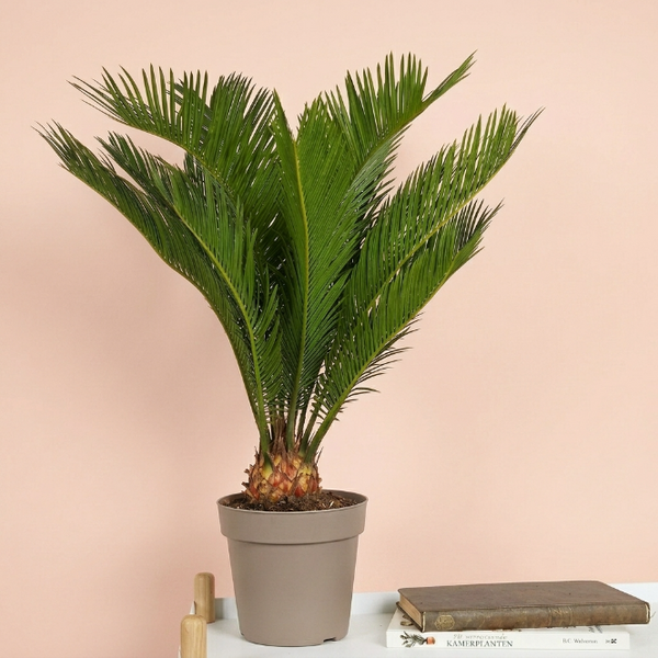 Cycas Revoluta Sikas Bitkisi Japon Sago Palmiyesi Canlı Salon Bitkisi