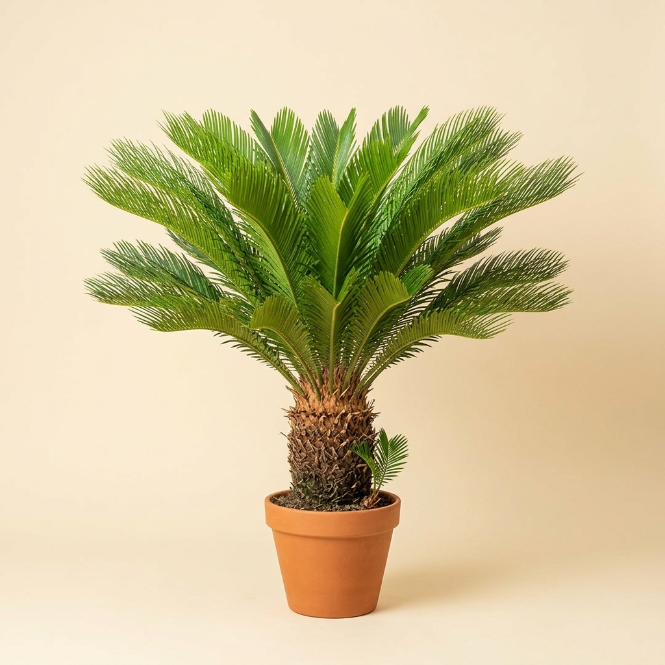 Cycas Revoluta Sikas Bitkisi Japon Sago Palmiyesi 90-100 cm