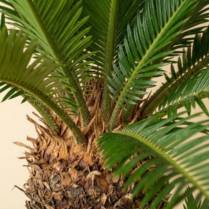 Cycas Revoluta Sikas Bitkisi Japon Sago Palmiyesi 90-100 cm