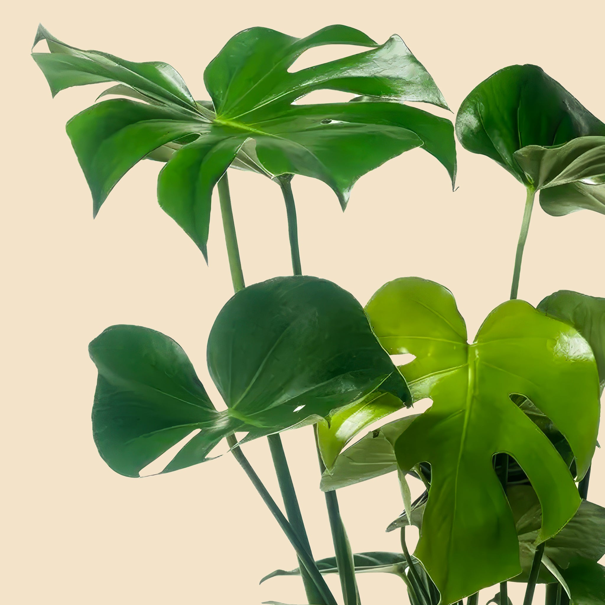 Dolgun Form İri Yapraklı Deve Tabanı Çiçeği XL Monstera Deliciosa
