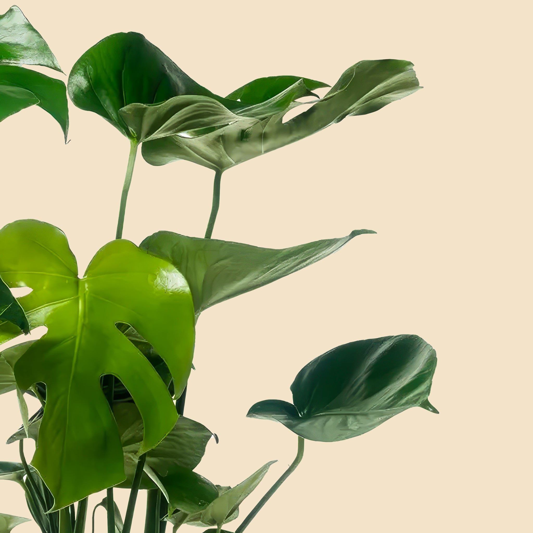 Dolgun Form İri Yapraklı Deve Tabanı Çiçeği XL Monstera Deliciosa