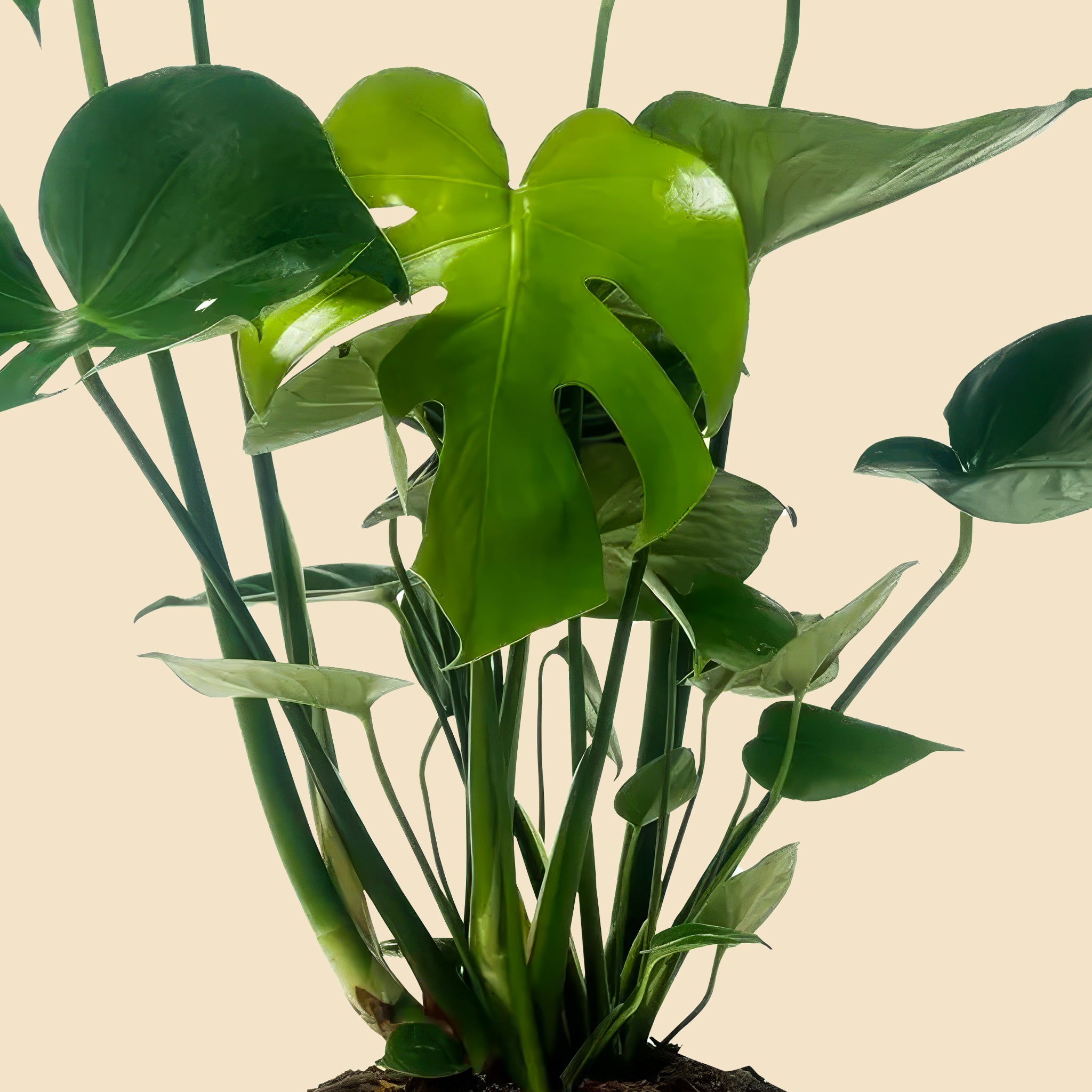 Dolgun Form İri Yapraklı Deve Tabanı Çiçeği XL Monstera Deliciosa