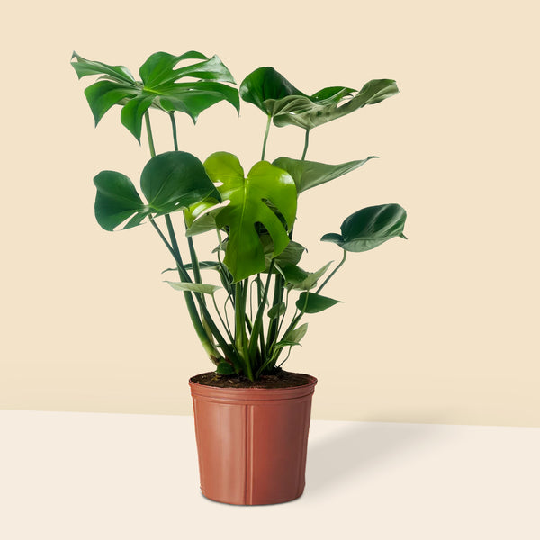 Dolgun Form İri Yapraklı Deve Tabanı Çiçeği XL Monstera Deliciosa