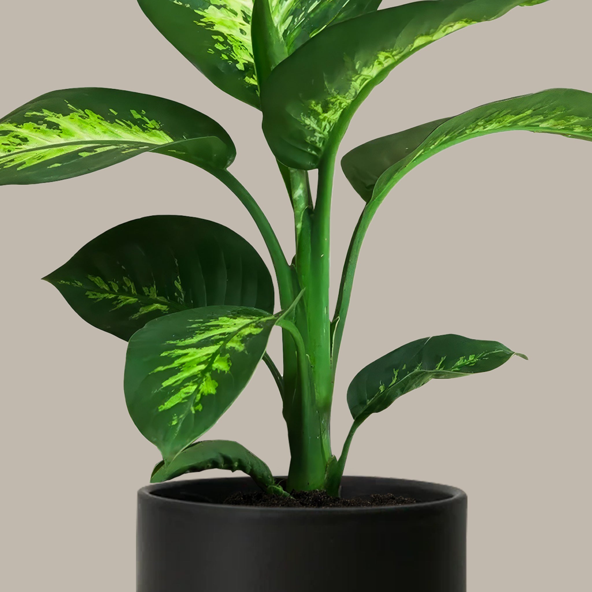 Difenbahya 60 70 cm Ağlayan Çiçek - Dieffenbachia Tropik Snow