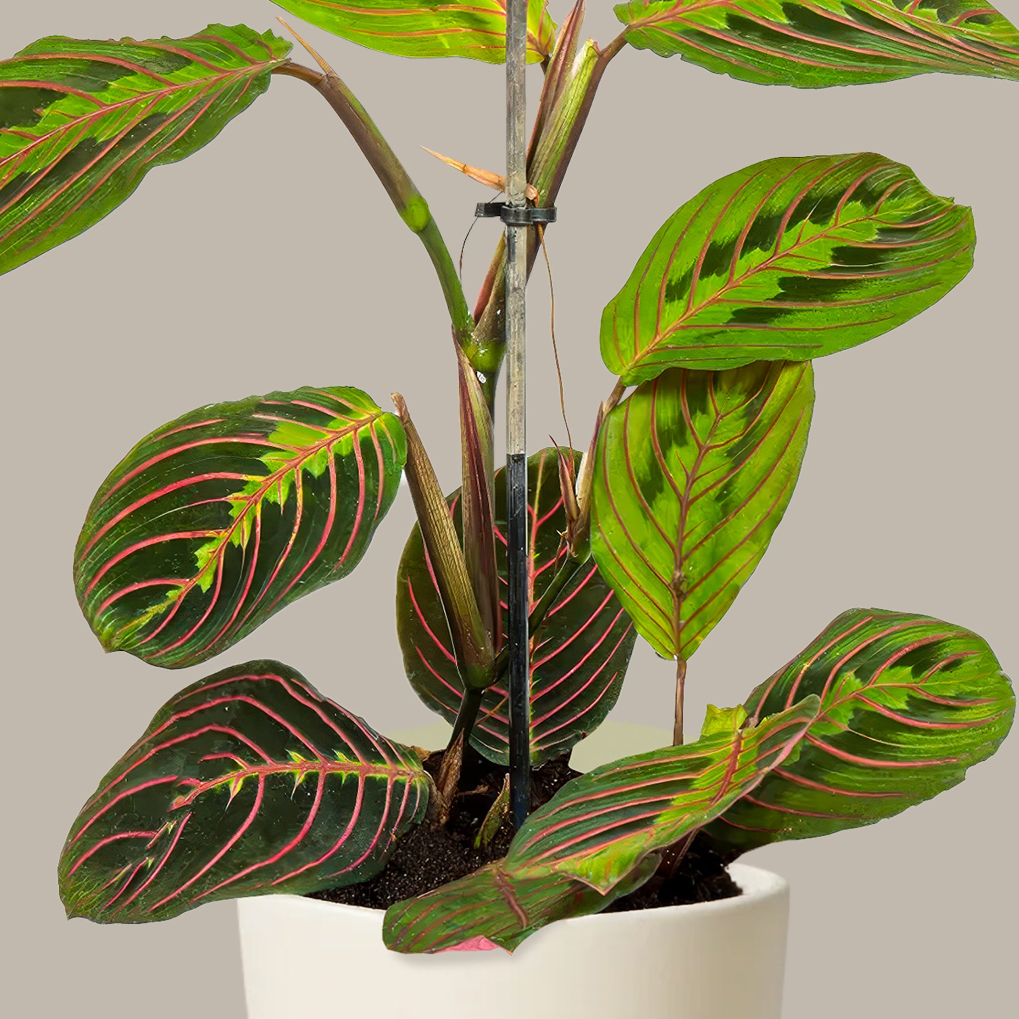 Dua Çiçeği Kalatya Maranta – Calathea Marantha Canlı Salon Bitkisi