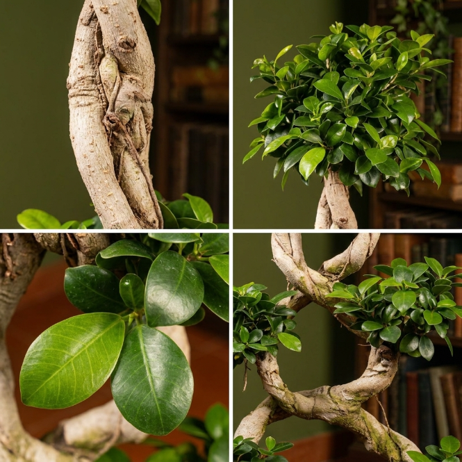 Örgülü Gövdeli Ficus Bonsai Ağacı 120 cm - İthal Salon Bitkisi