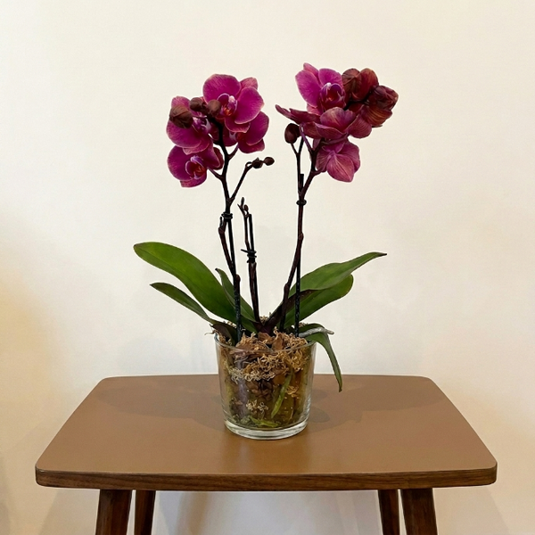 Çift Dal Multi Orkide Özel Tür Canlı Phalaenopsis 40-50 cm