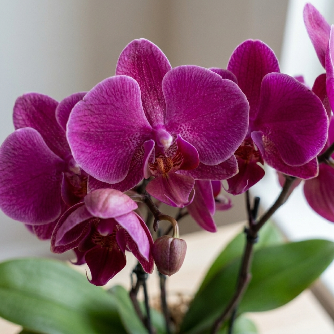 Çift Dal Multi Orkide Özel Tür Canlı Phalaenopsis 40-50 cm