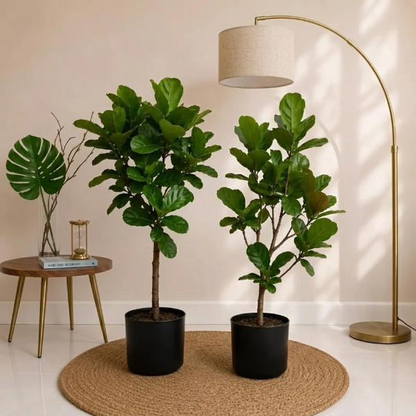 Ficus Lyrata Tijli Keman Yapraklı Kauçuk Anaç Bitki 160-170 cm
