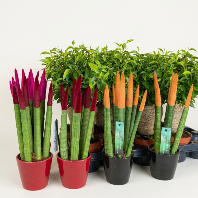 Sansevieria Cylindrica Large Seramik Saksıda Silindirik Paşa Kılıcı Büyük Boy İthal Salon Bitkisi