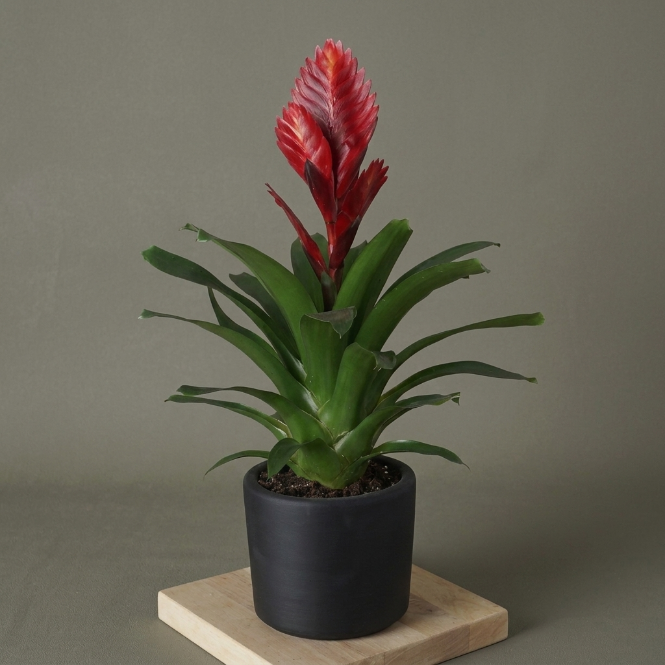 Vriesea Carinata Viresia Alev Kılıcı Bitkisi İthal Egzotik Salon Çiçeği