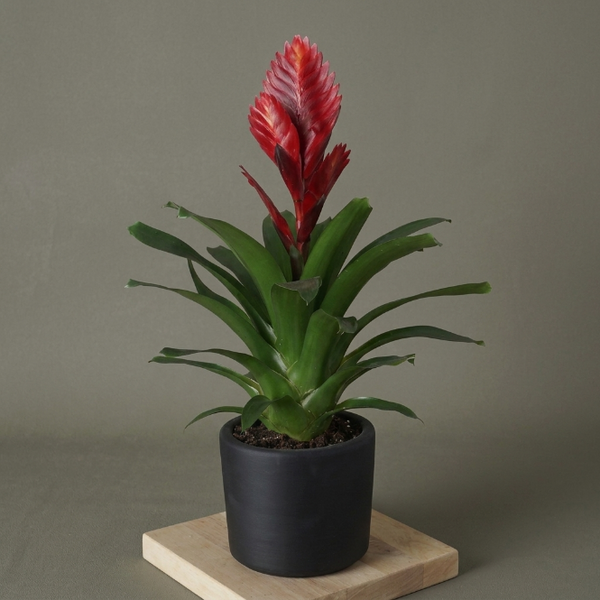 Vriesea Carinata Viresia Alev Kılıcı Bitkisi İthal Egzotik Salon Çiçeği