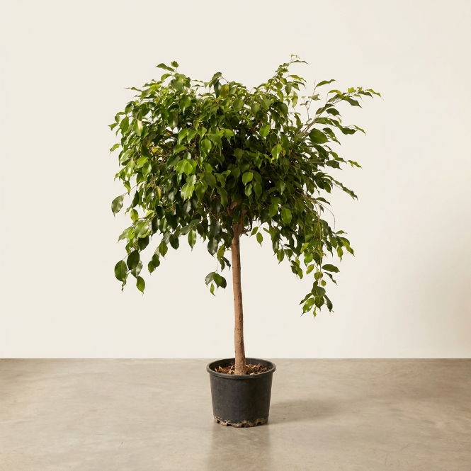 Ficus Benjamina Tijli 140-150cm | Salon ve Ofis İçin İç Mekan Ağacı