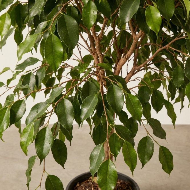 Ficus Benjamina Tijli 140-150cm | Salon ve Ofis İçin İç Mekan Ağacı
