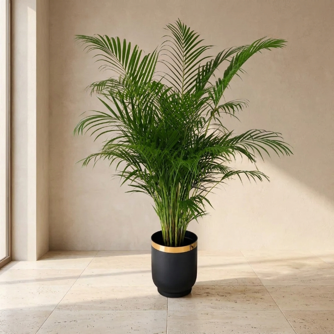 İthal Areca Palmiyesi 140-150 cm | Dolgun Formlu Dekoratif Palmiye