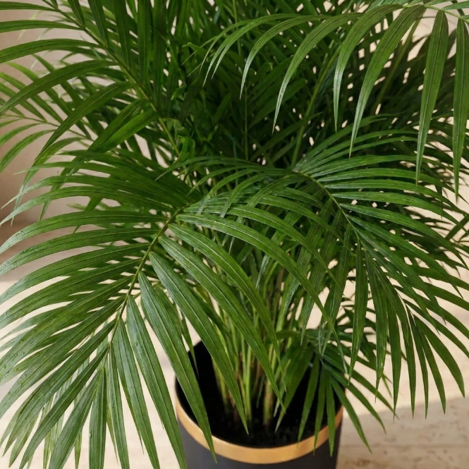 İthal Areca Palmiyesi 140-150 cm | Dolgun Formlu Dekoratif Palmiye