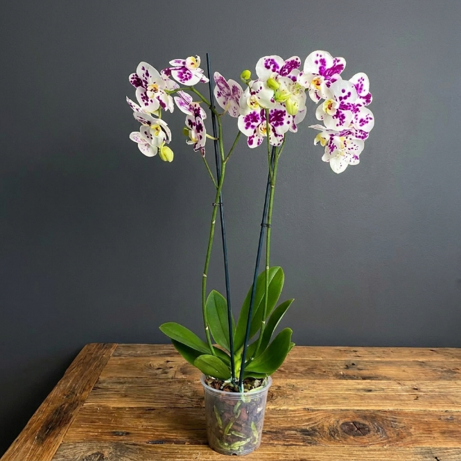 Alacalı Orkide Çift Dallı İthal | Phalaenopsis Orkide Saksılı