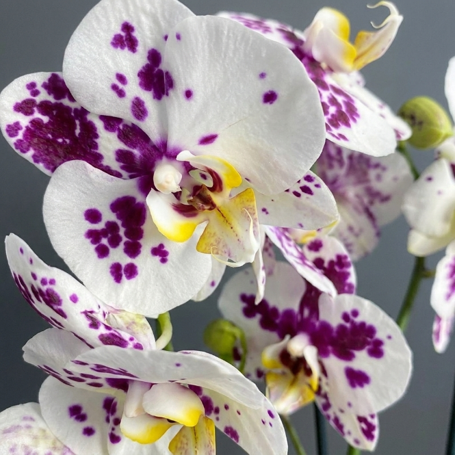 Alacalı Orkide Çift Dallı İthal | Phalaenopsis Orkide Saksılı