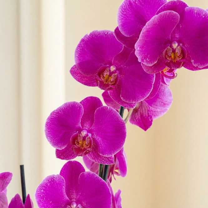 Mavi Fuşya Orkide Dallı İthal | Phalaenopsis Orkide