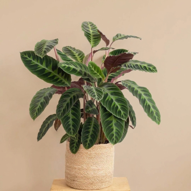 Calathea Makoyana (Dua Çiçeği - Kalatya) - İç Mekan Saksı Bitkisi