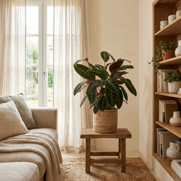 Calathea Makoyana (Dua Çiçeği - Kalatya) - İç Mekan Saksı Bitkisi